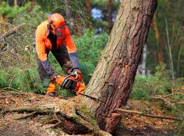 Leaf Removal Services