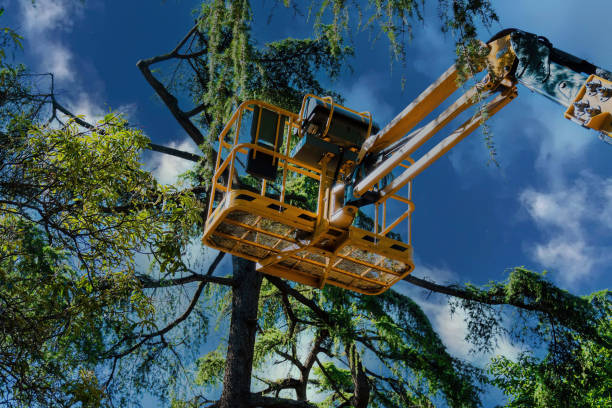 Schertz, TX  Tree Services Company